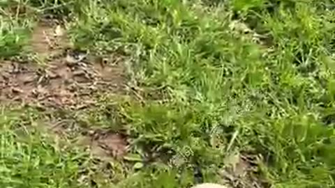 Forgive Me! I Still Didn't Catch You