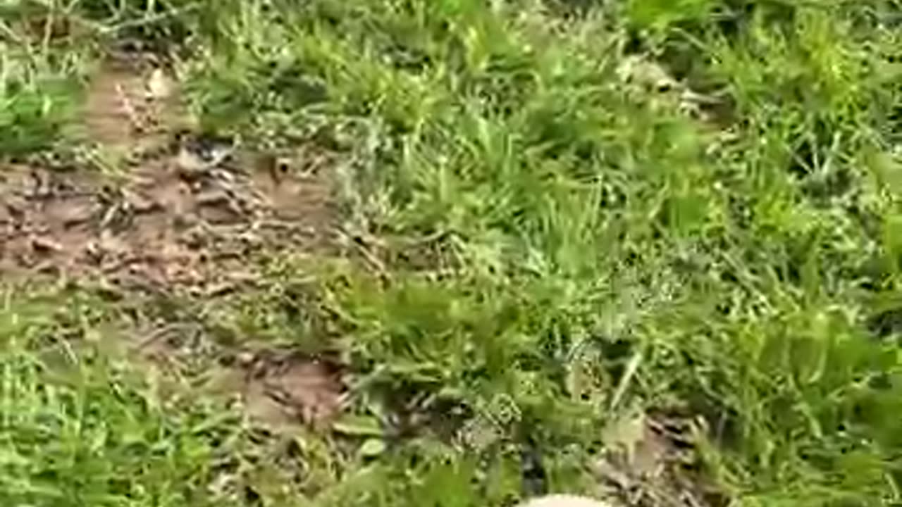 Forgive Me! I Still Didn't Catch You