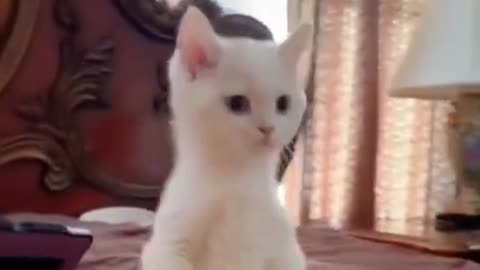 Idiot Little Cat Collection 😂 | Funny Cat Compilation 2025