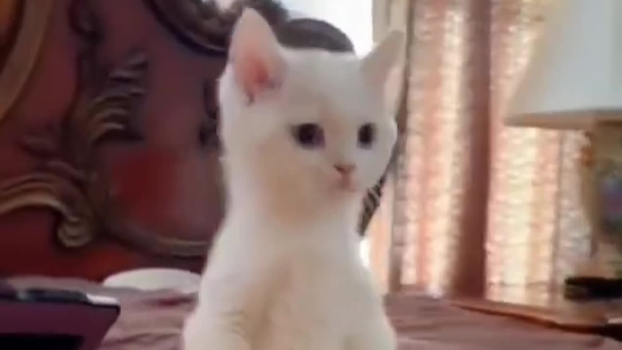 Idiot Little Cat Collection 😂 | Funny Cat Compilation 2025