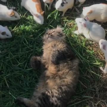 Cat Bliss: Nothing Bothered by All the Running!