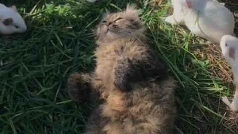 Cat Bliss: Nothing Bothered by All the Running!