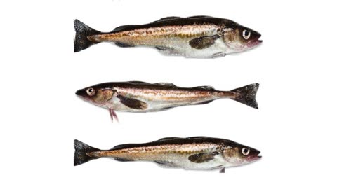 Wholesale frozen Alaska Pollock