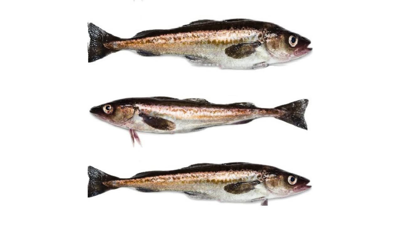 Wholesale frozen Alaska Pollock
