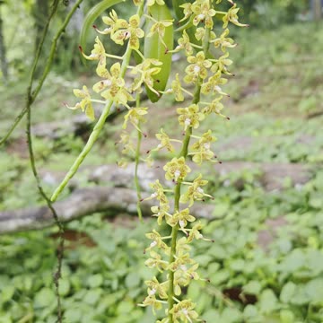 🌼 Wild Yellow Orchid in Bloom | Expat in the Philippines Farm Life