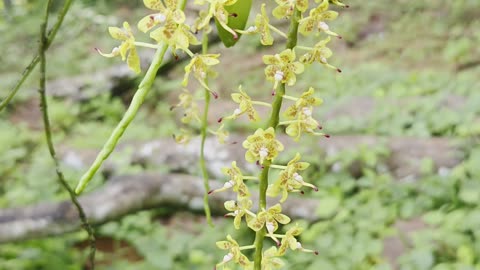 🌼 Wild Yellow Orchid in Bloom | Expat in the Philippines Farm Life