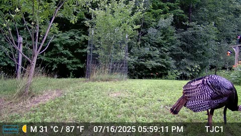 Chester the Turkey
