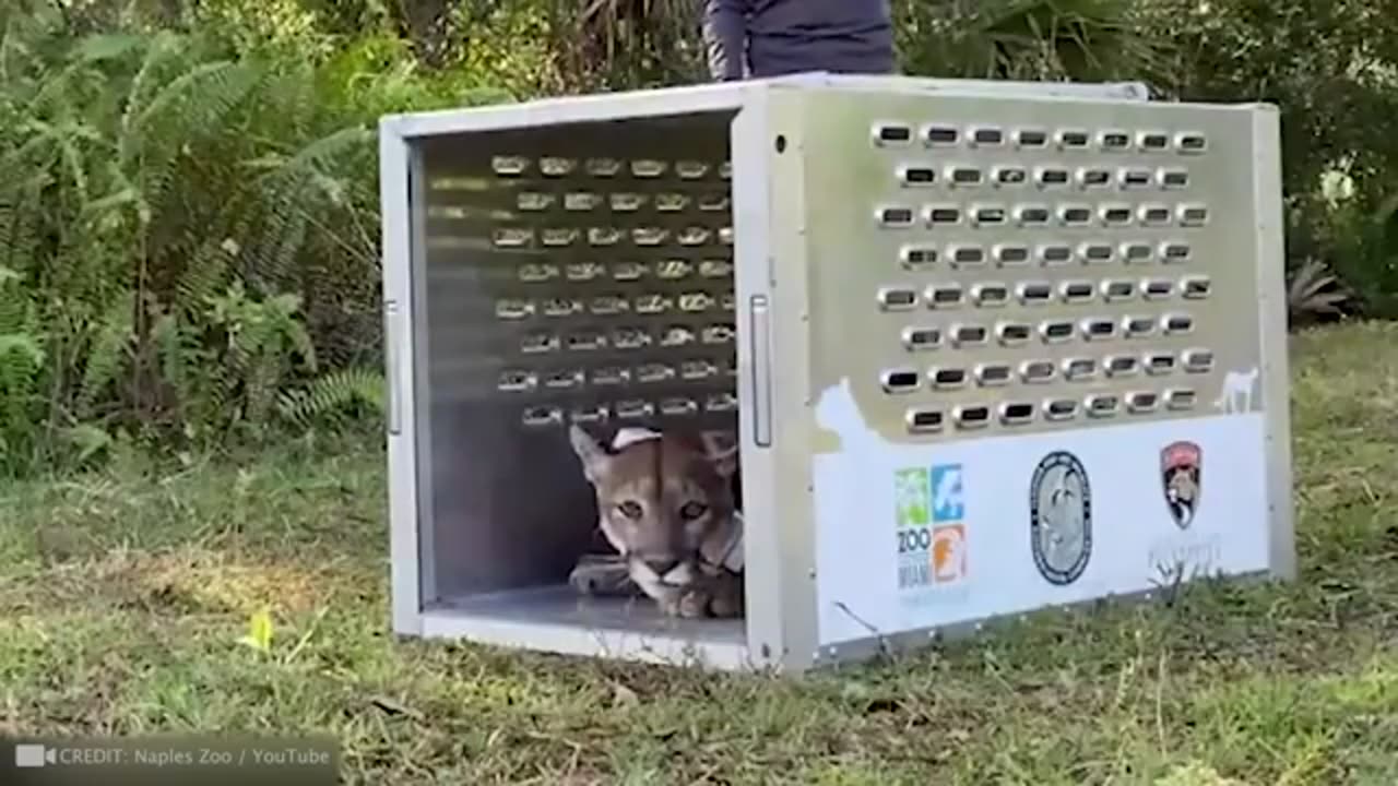 animal