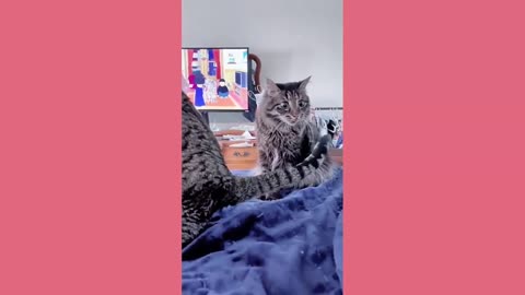 Funny animals - Funny cats and dogs - Funny animal videos
