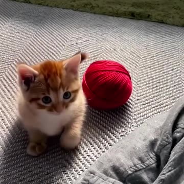 cute kitten cute video _cat _kitten _catlover