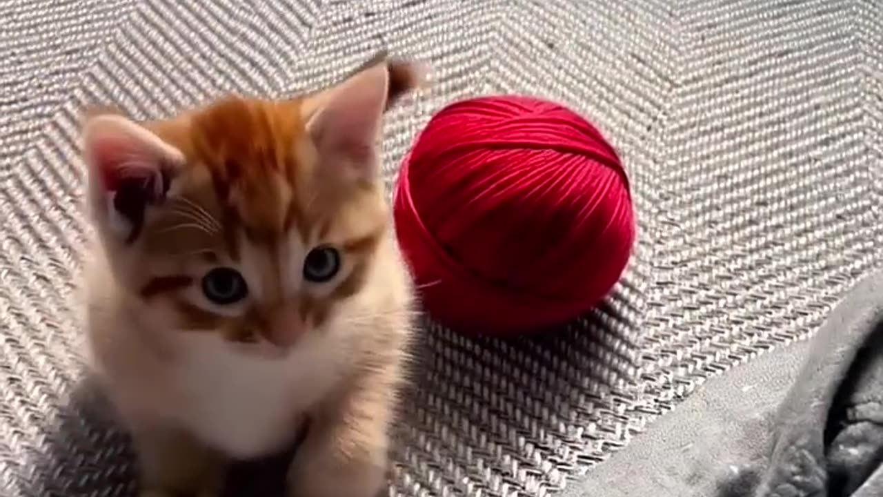 cute kitten cute video _cat _kitten _catlover