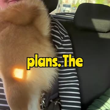 This dog tried to kick him but its legs are too short 😭🐶💀