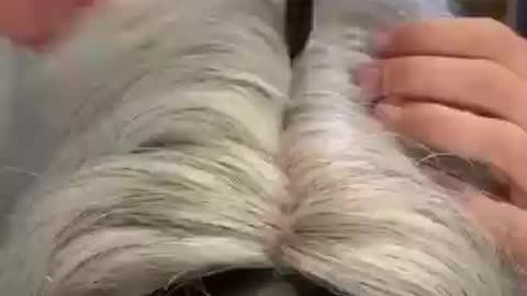 The horse with the longest hair