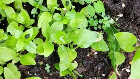 Mother Monarch update 6 20 2025
