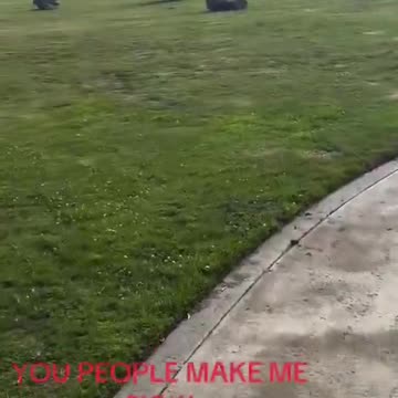 Sheboon mad because dogs got water fountains before negros!!! LMAO