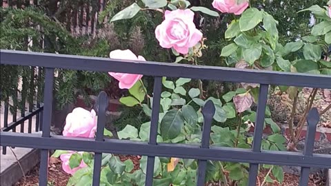 Colorful roses