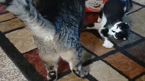 😂😹 Cosmo Startled Herself and It’s Hilarious! | FunFM