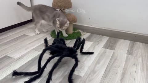Hilarious Animal Fails You Can't Miss!