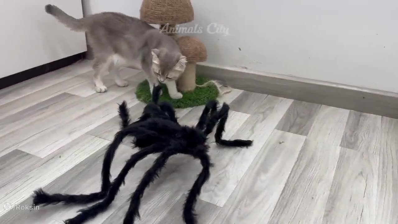 Hilarious Animal Fails You Can't Miss!