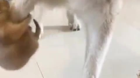 😍😍😘🔥 😍💦 FUNNY Animals and pet's💕😘 😘🔥 💕😘 😍💦 💦
