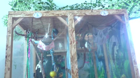 Molly and Manny getting their food