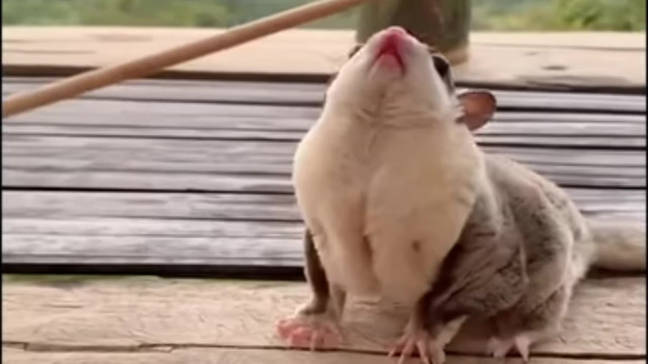 Very cute and funny animal 😄