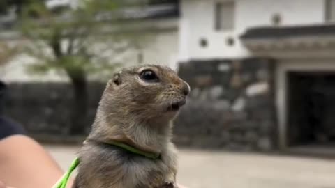 Prairie Dogs in Japan – The Adorable Zoo Residents