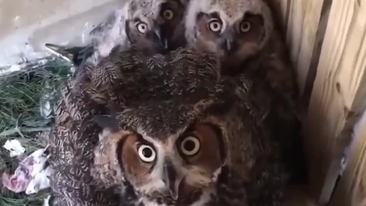 Clack clack clack 🦉