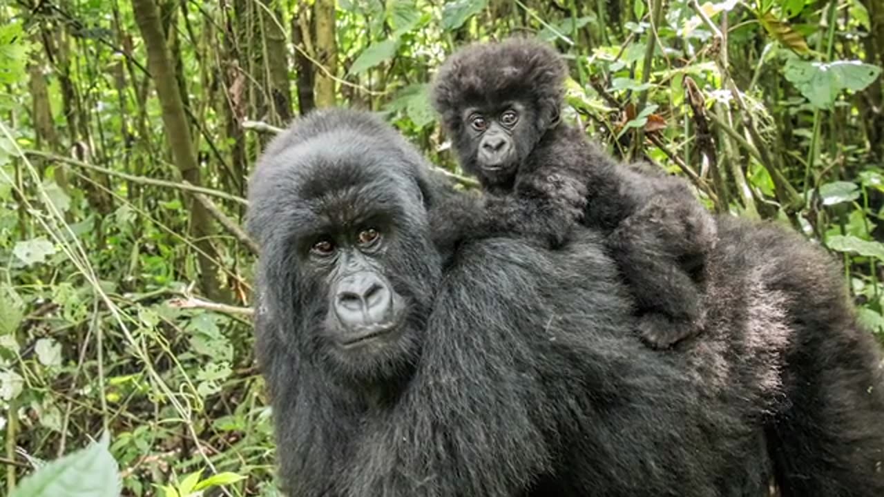 1530-15 - Imperfect Nature_ Ad Hoc Body Designs