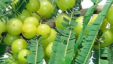 "From Root to Fruit: The Amazing Benefits of the Amla Tree"