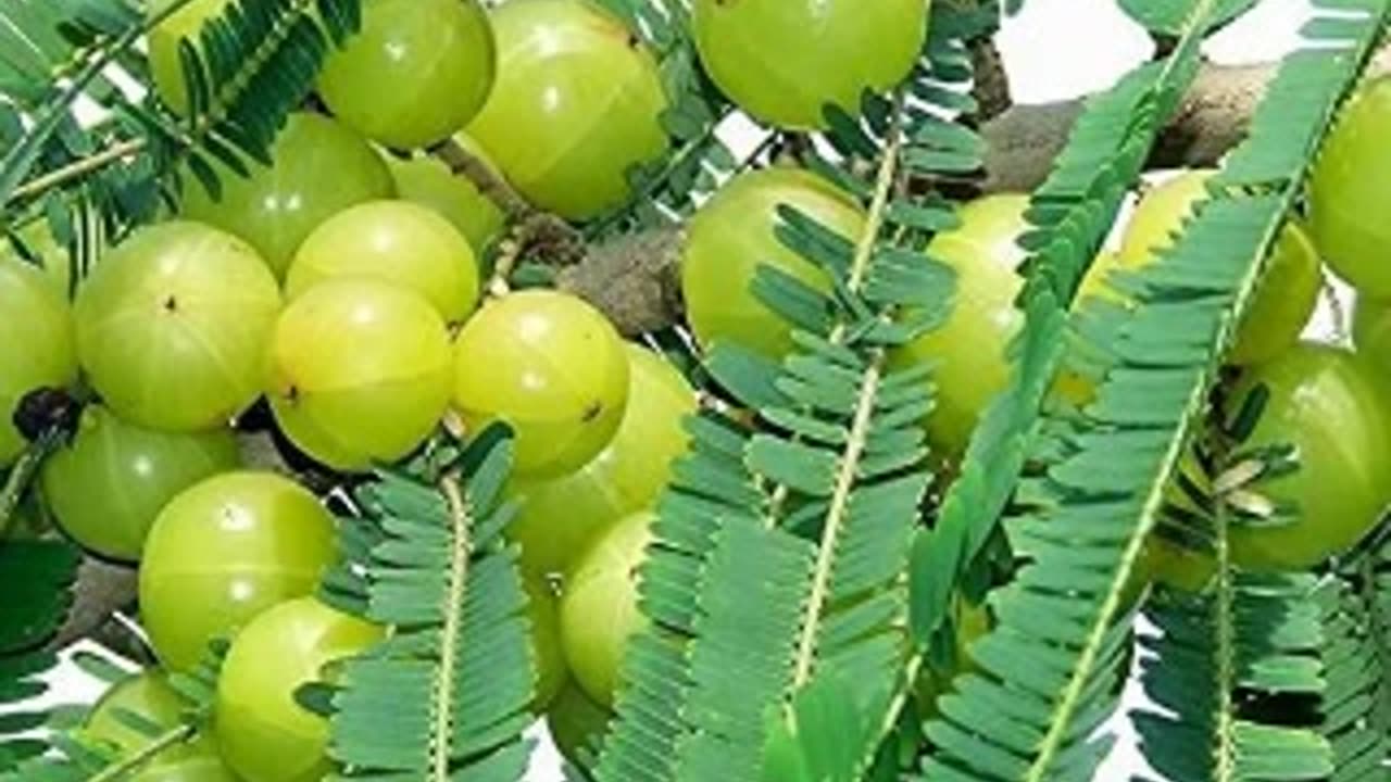 "From Root to Fruit: The Amazing Benefits of the Amla Tree"