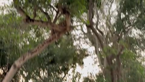 Man Realizes He's Being Watched by a Jaguar