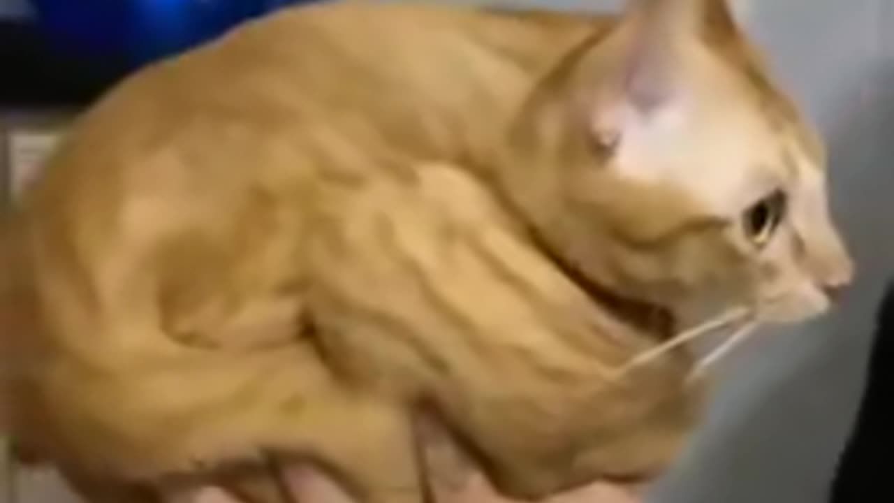 Fits, Sits