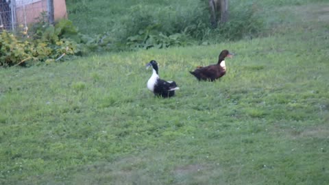 Something set off the yard alarm.