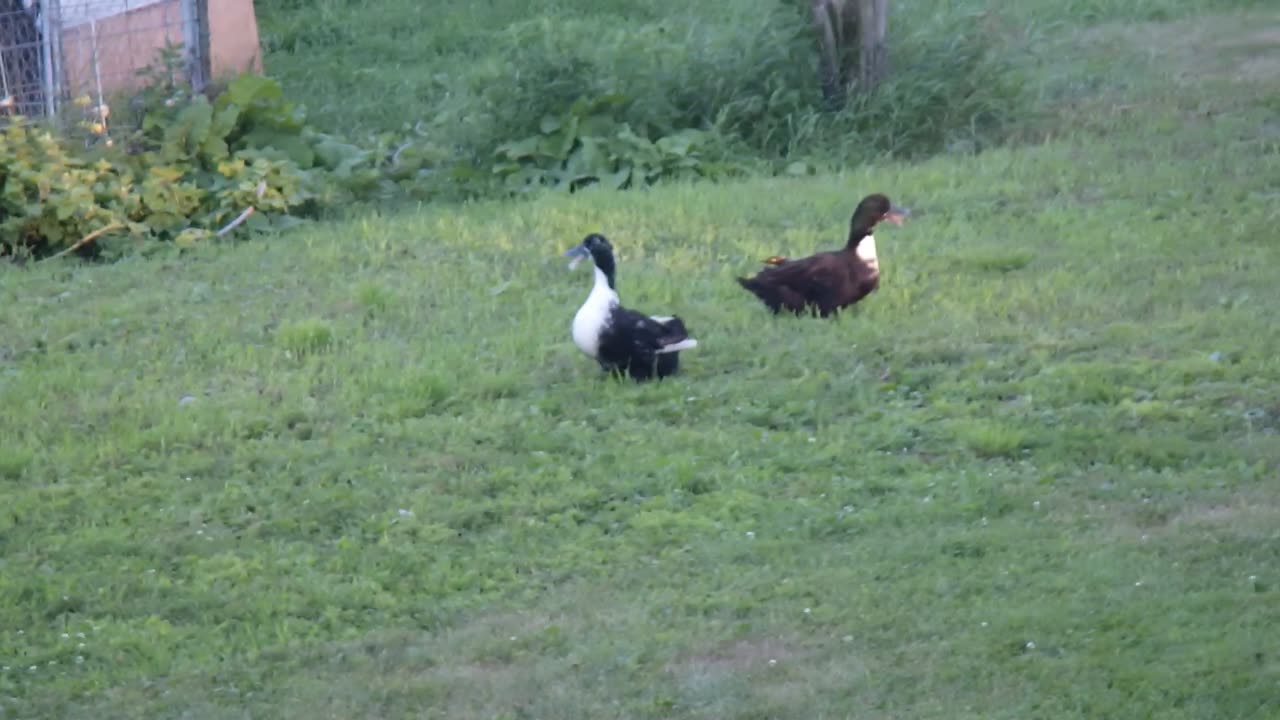 Something set off the yard alarm.