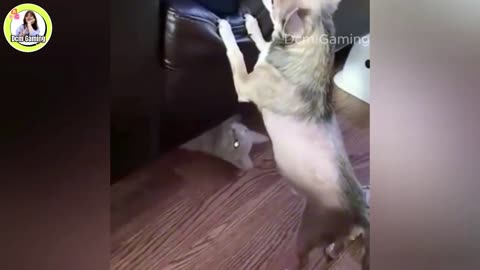 Funny Cats and Dogs Clip