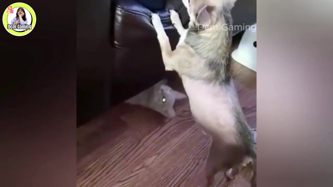 Funny Cats and Dogs Clip