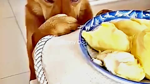 😂😆 "This Dog Just Invented Comedy!" 😂😆