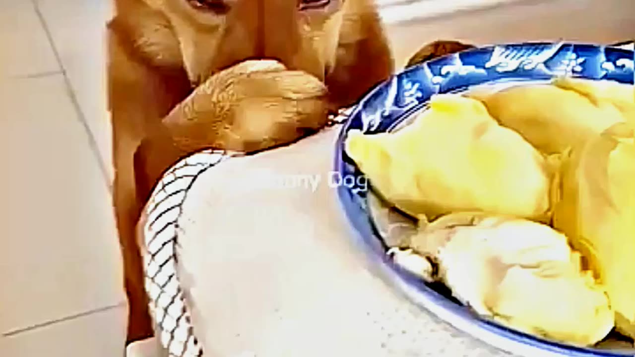 😂😆 "This Dog Just Invented Comedy!" 😂😆