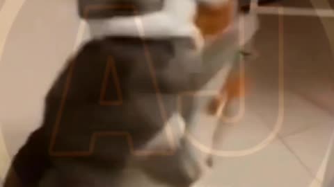 Funny video