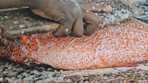 FISH MARKET - PORTSUDAN