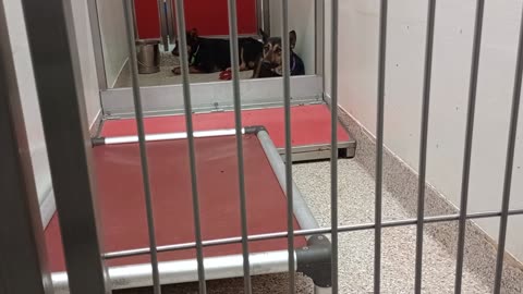 Adonis 4y A866462 kennel 161 PACC shelter just asking him 2 calm, his did heavily20250511 574