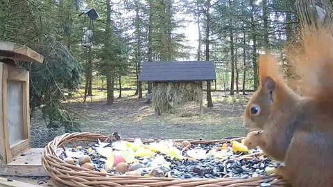 Squirrel listens to the sounds of nature 🐿 🥰
