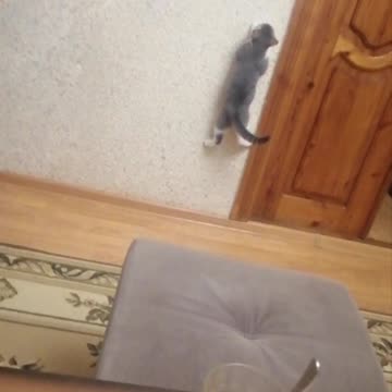 The cat climbs over the wall