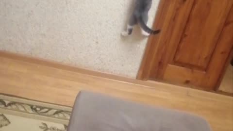 The cat climbs over the wall