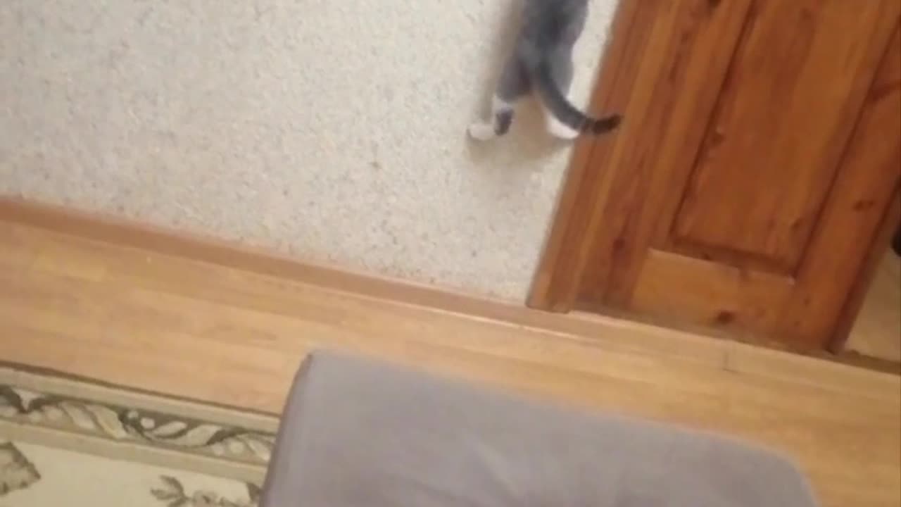 The cat climbs over the wall