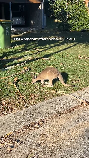 Australian kangaroo 🦘