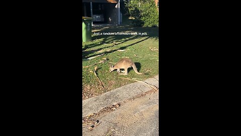 Australian kangaroo 🦘