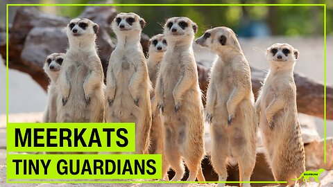 Meerkats Small but Mighty Survivors of the African Desert