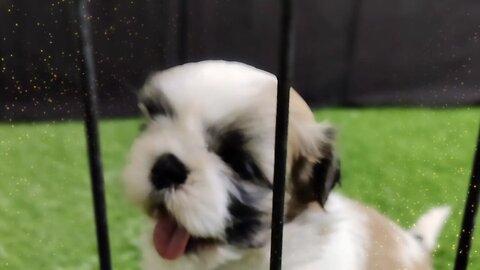 Amazing shih tzu puppy |